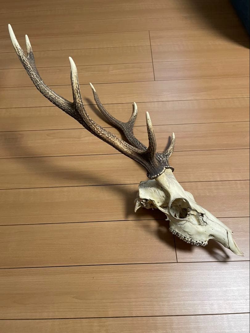 鹿の頭骨 角付き インテリア用 魔除け ニホンジカ