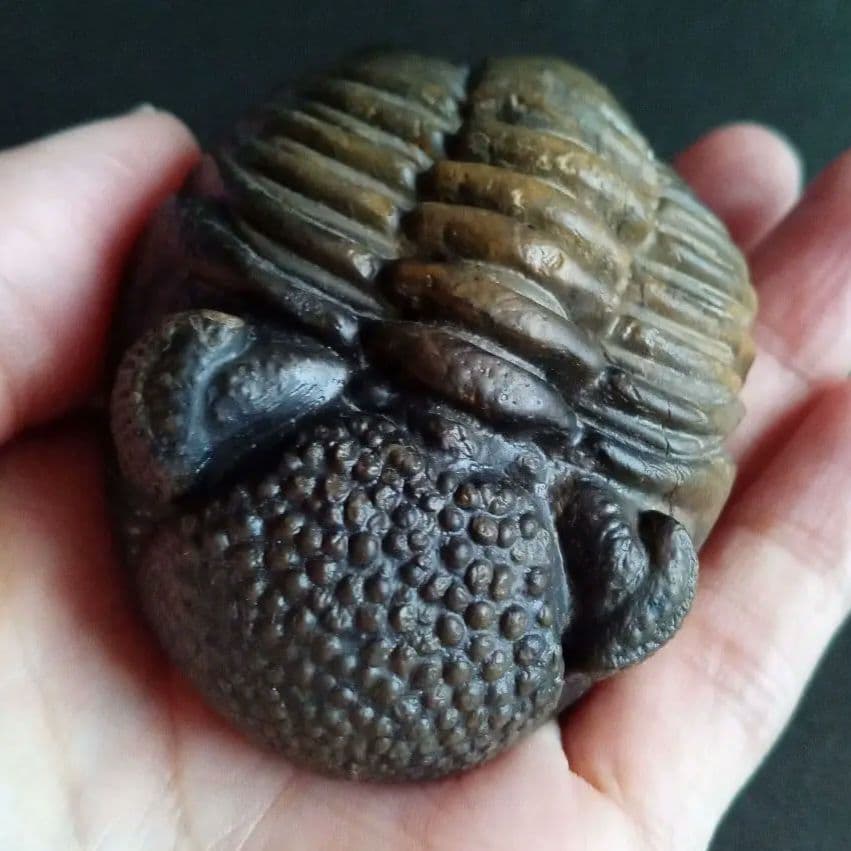 ジャイアントファコプス 超大型種 極美麗 ハイポストーマ有り 極めて