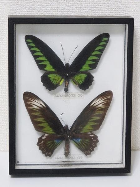 蝶の標本】アカエリ トリバネ アゲハ雄雌1対