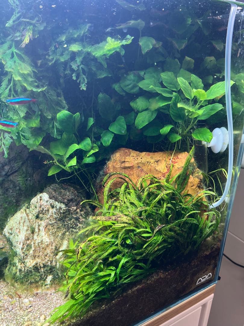 ADA 水草水槽 60cm RGBライト、CO2システム付き！オプション多数⭐︎