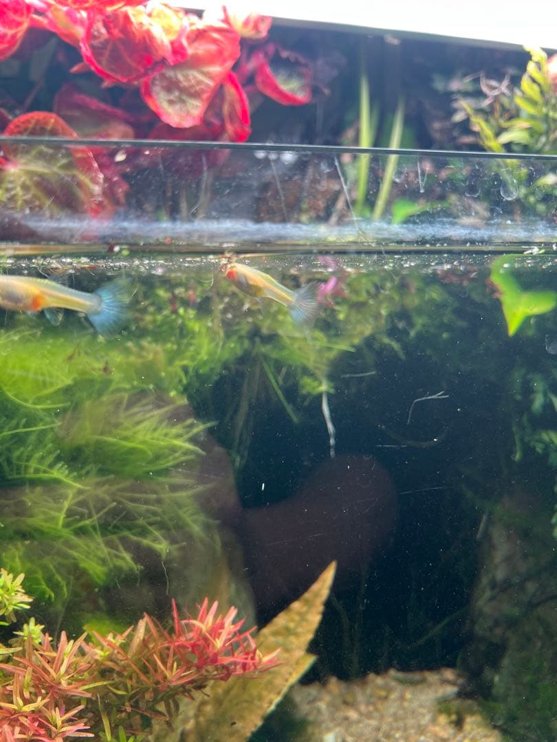 ADA 水草水槽 60cm RGBライト、CO2システム付き！オプション多数⭐︎の