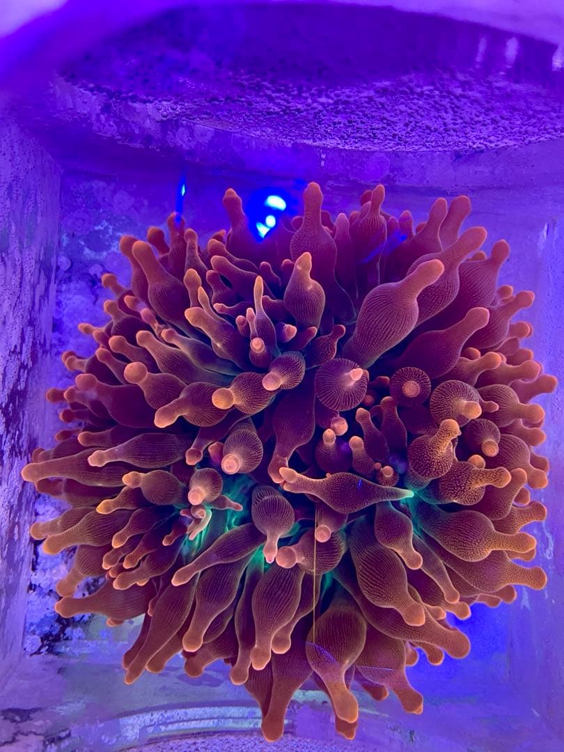 サンゴイソギンチャク (Bubble Rainbow)