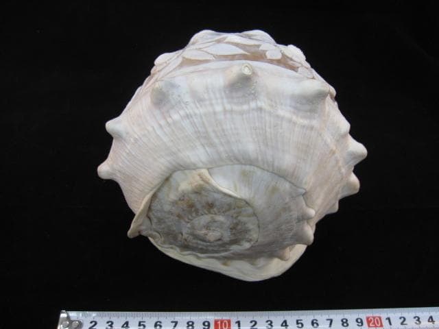 カメオ細工 クチグロトウカムリ イタリア 高 品質