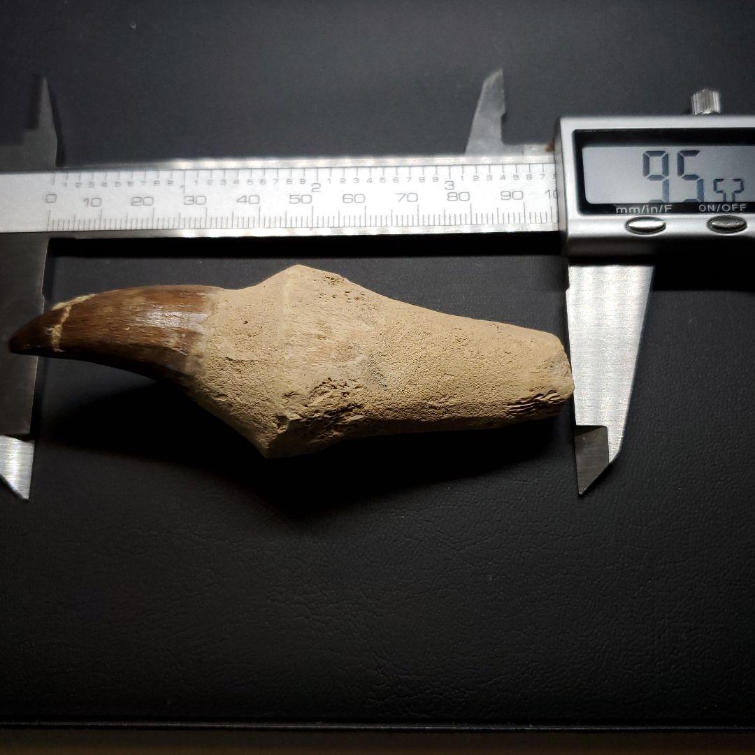 歯根付き モササウルス 化石 歯 本物 モロッコ産 95.52mm mos136