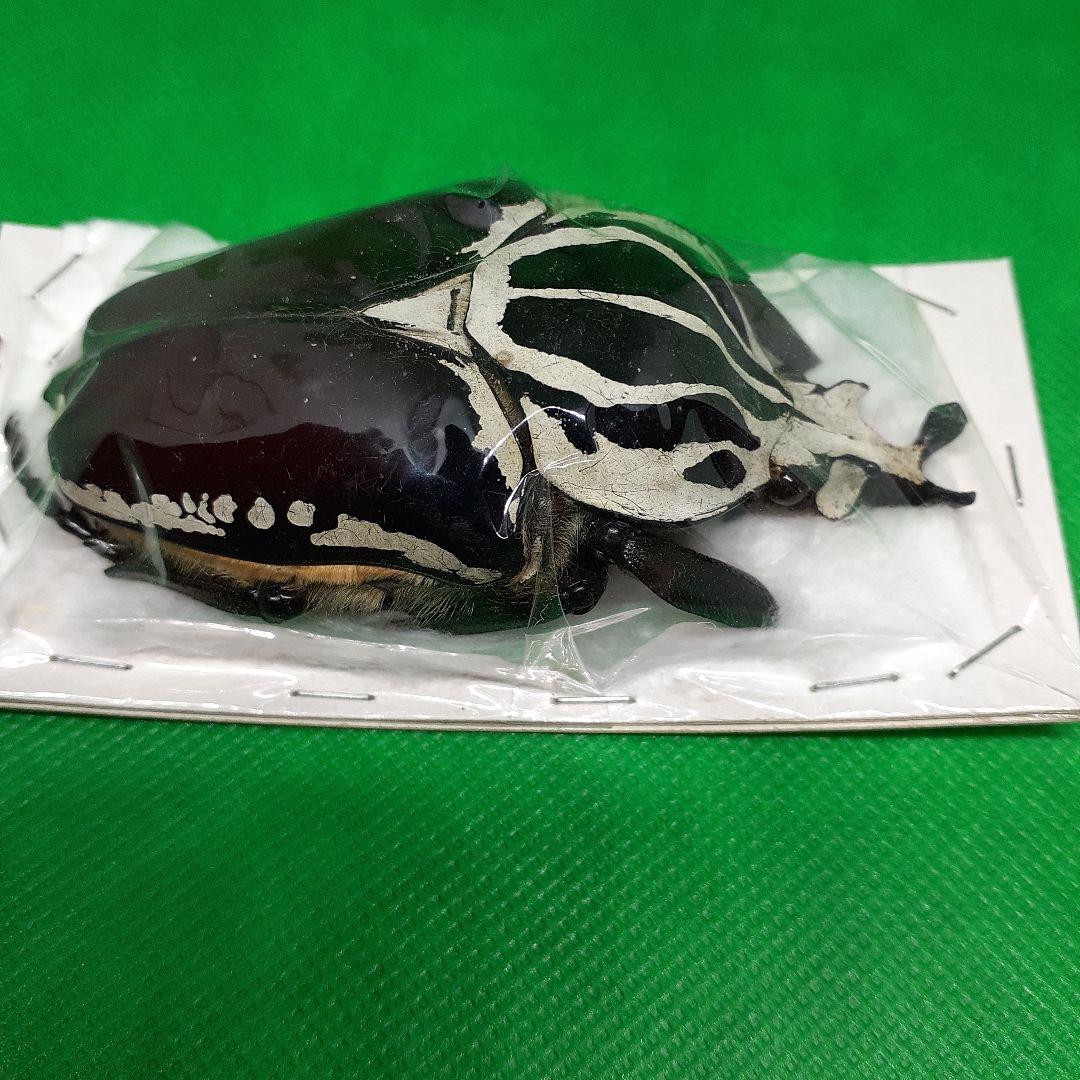 Goliathus goliatus apicalis 85mm CONGO