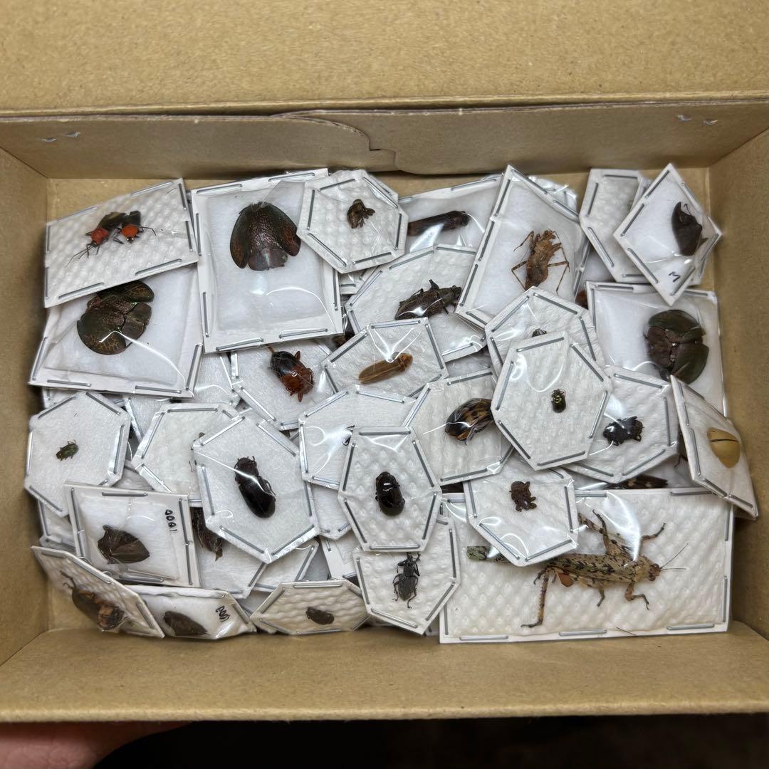 桐箱入り ゴライアス レギウス オオツノハナムグリ 雄 オス 標本