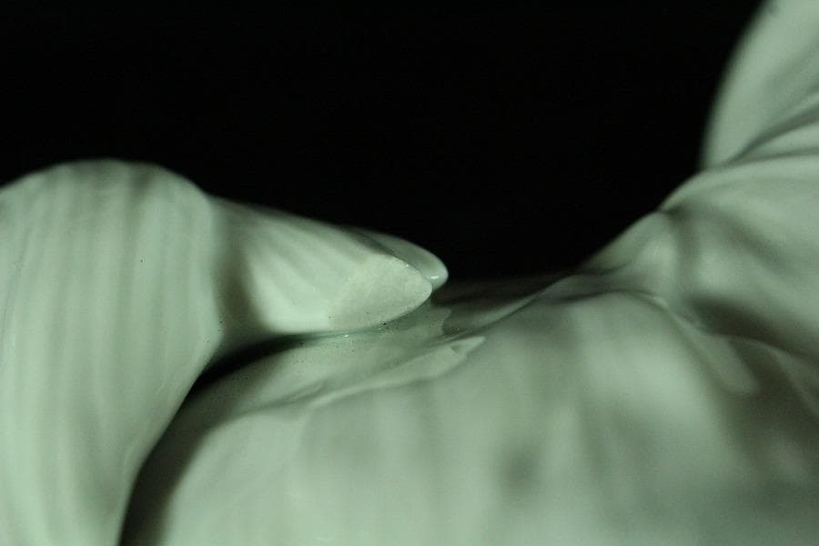 平戸 白磁 犬 置物 在銘 25cmx12cm(K-A203)