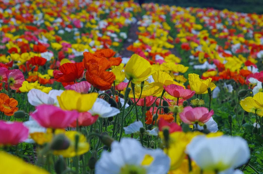 Super Takumar 105mm F2.8 玉ぼけレンズ レンズ(単焦点) Asahi Super