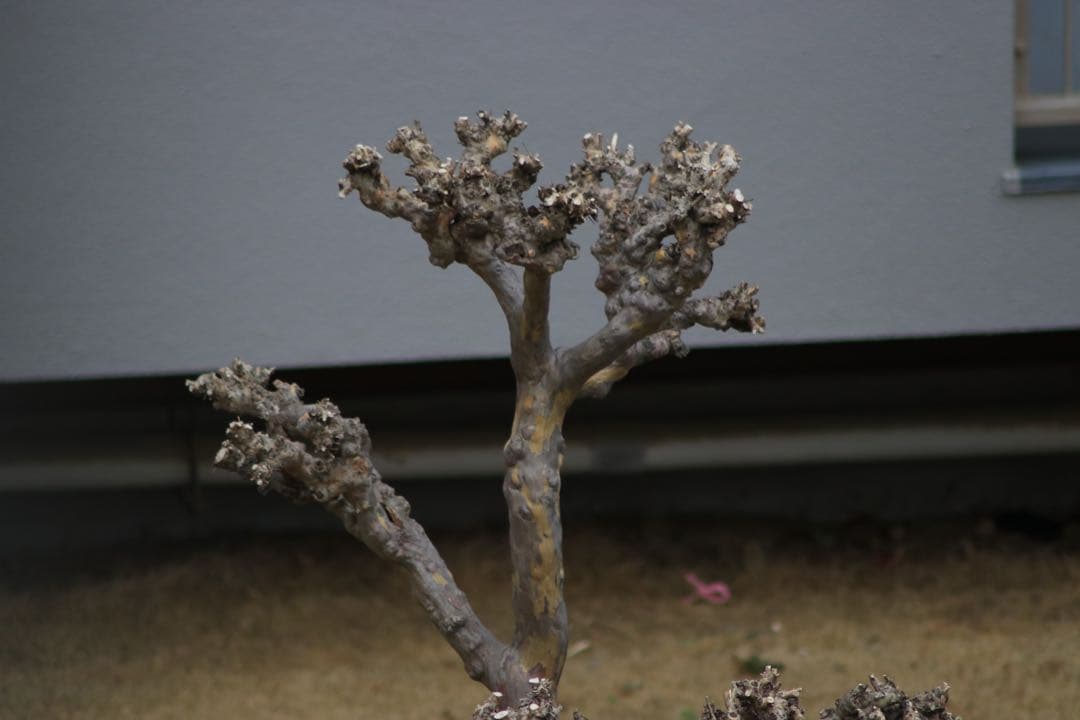 【動作OK】TAMRON AF 70-300mm f/4-5.6 A17