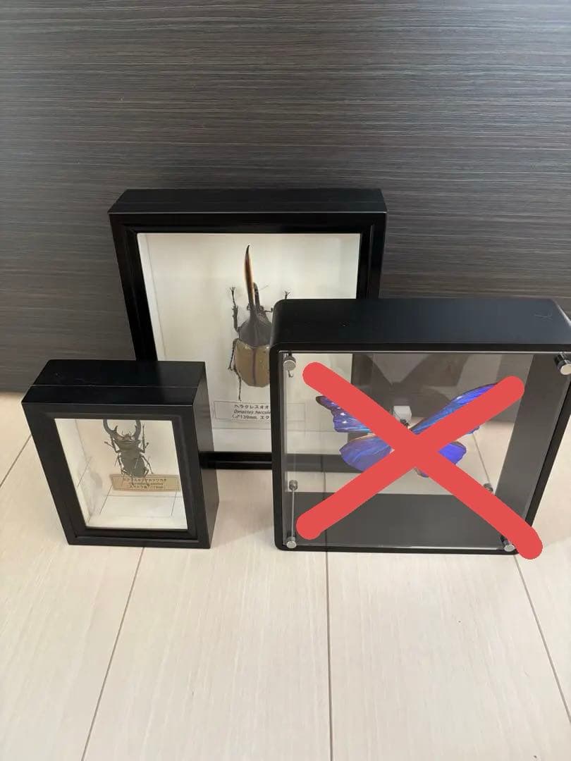 昆虫標本2点セット　ヘラクレスオオカブト、ホソアカクワガタ お客様の声2023 | オオクワ京都昆虫館