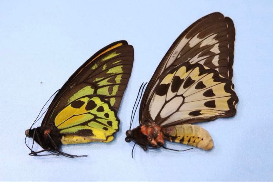 アカメガネトリバネアゲハ！ペア！標本1 アカメガネトリバネアゲハ！ペア！標本1 M109995935高価