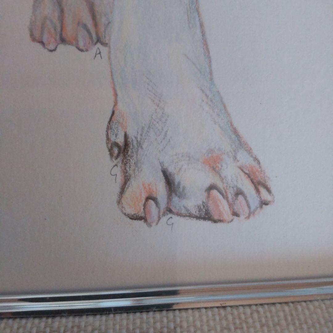 チャールズ・リン・ブラッグ　犬　色鉛筆画　5号