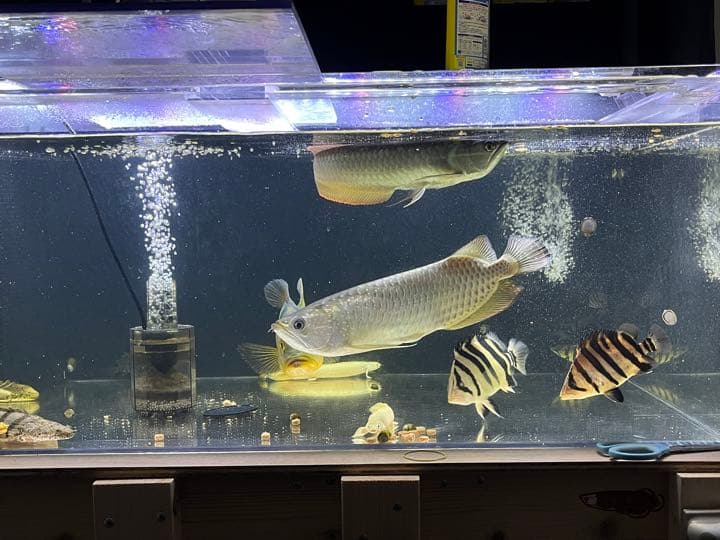 水槽 120 引き取り限定