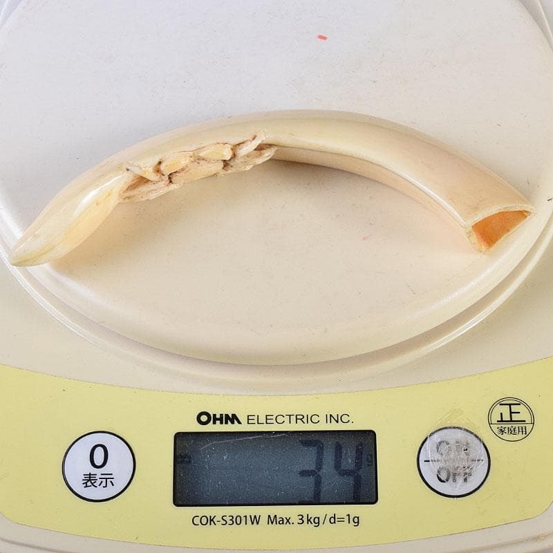 時代提げ物 獣骨 根付 石見根付 蟹文根付 M 8659