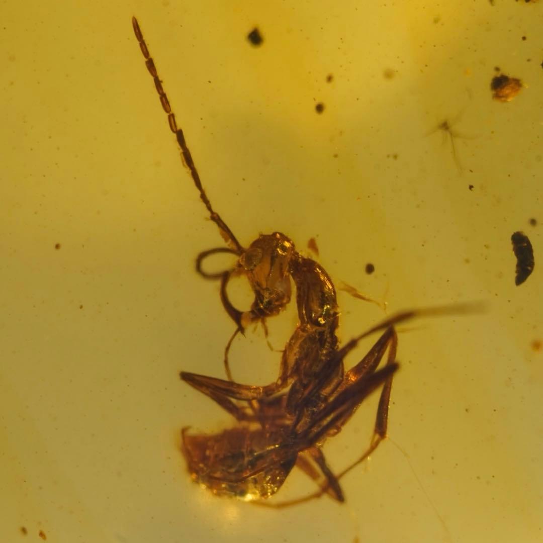 レア極上品TT0010虫入り琥珀化石ミャンマーカムティかタナイ産　9900万年前