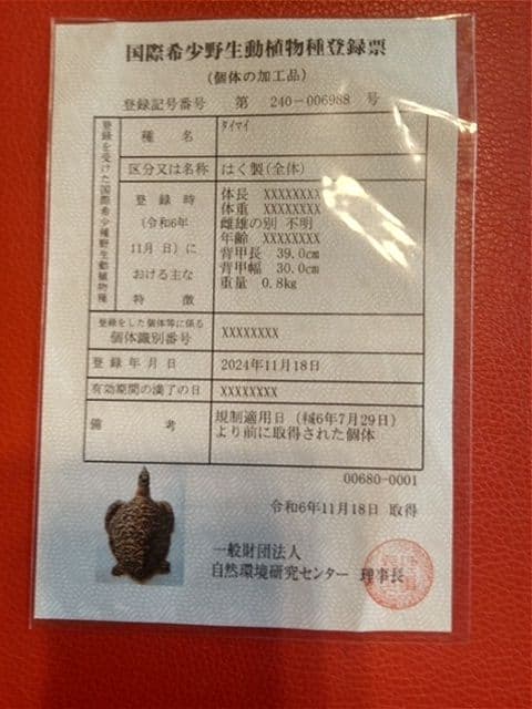 ベッコウ亀剥製 国際希少野生動植物種登録票付き 値引き可能