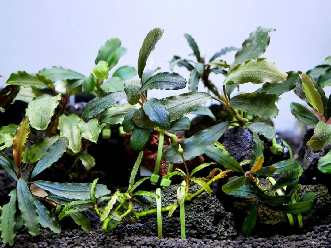 船長様専用 ブセファランドラ15種15株、ボルビ、ピンナティフィダ