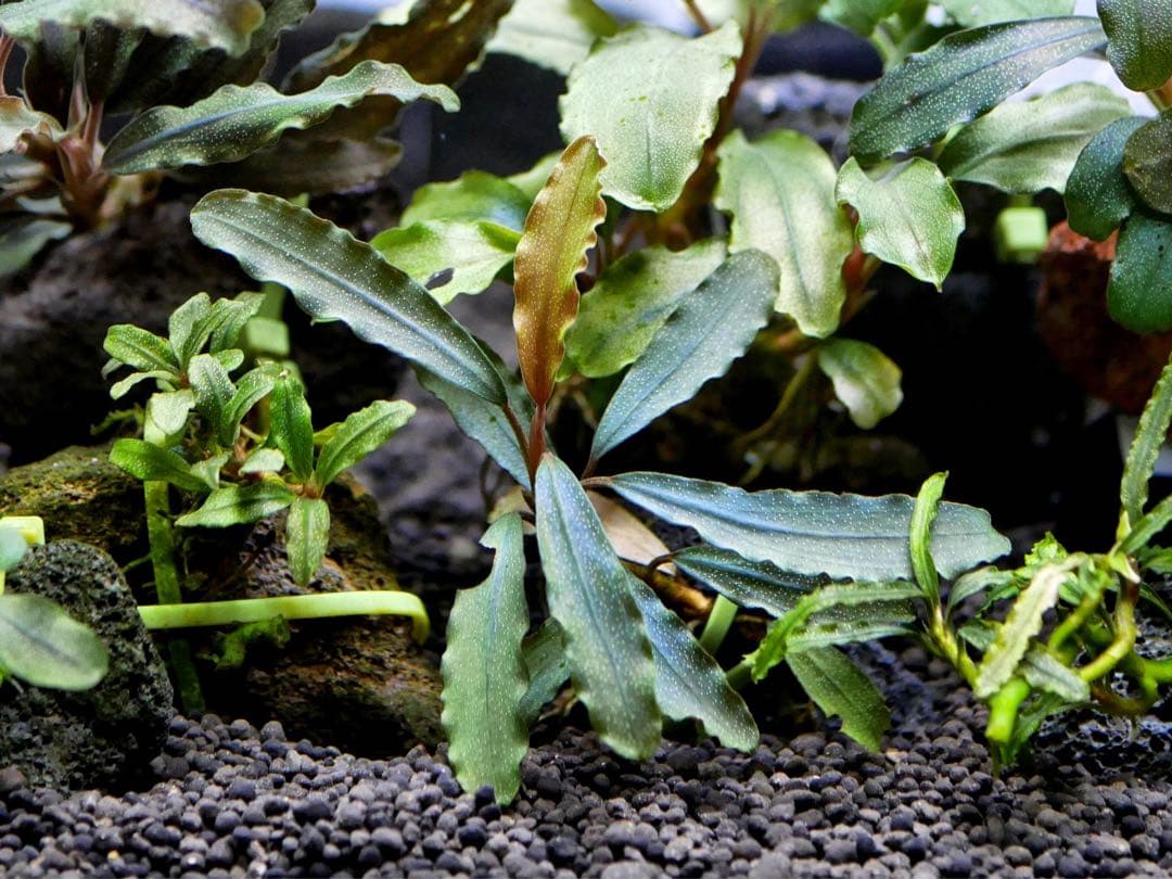 船長様専用 ブセファランドラ15種15株、ボルビ、ピンナティフィダ