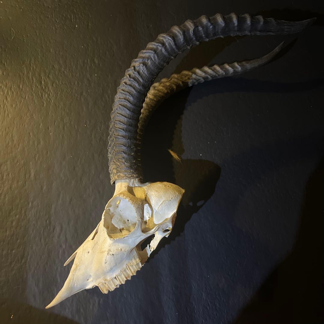 アンテロープ　頭骨 標本 インテリア装飾 アンテロープ 頭骨 標本 インテリア装飾