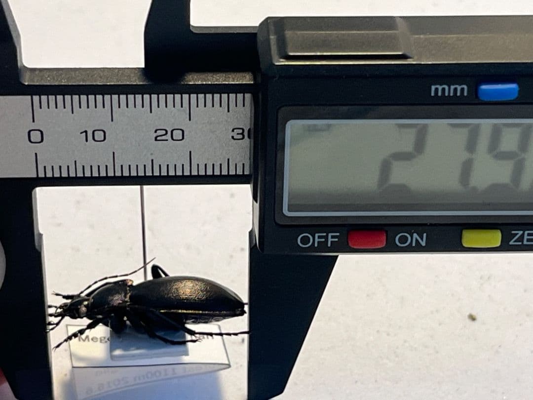 27mm】ゲルマリーキンオサムシ Megodontus germari標本