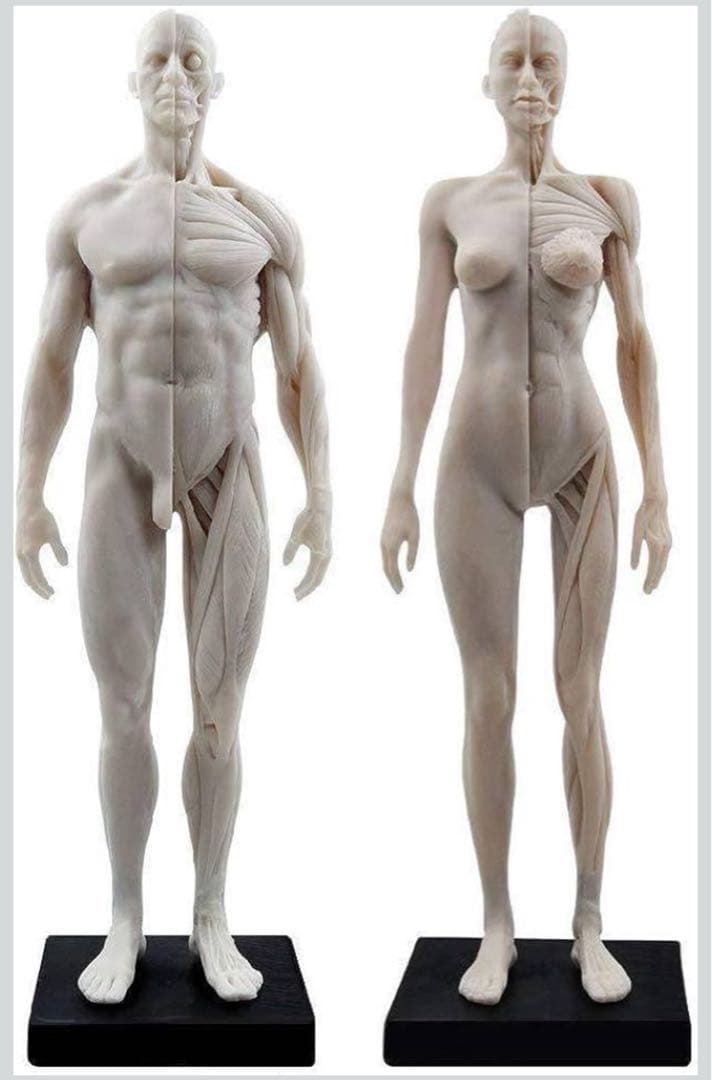 男性と女性 人体モデル 人体模型 1セット 約30cm 人体筋肉模型 樹脂 Amazon.co.jp: 人体模型 人体モデル 男性と女性 1セット 11インチ 約