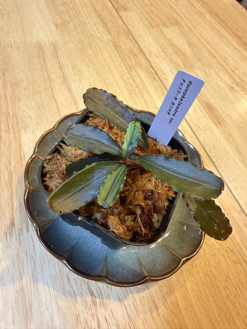 ブセファランドラお得セット D