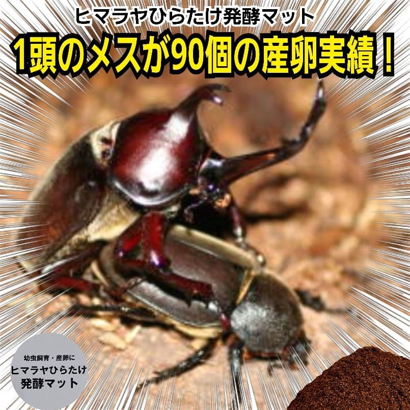 カブトムシの産卵に抜群！ヒマラヤひらたけ発酵マット【60L】雑虫が