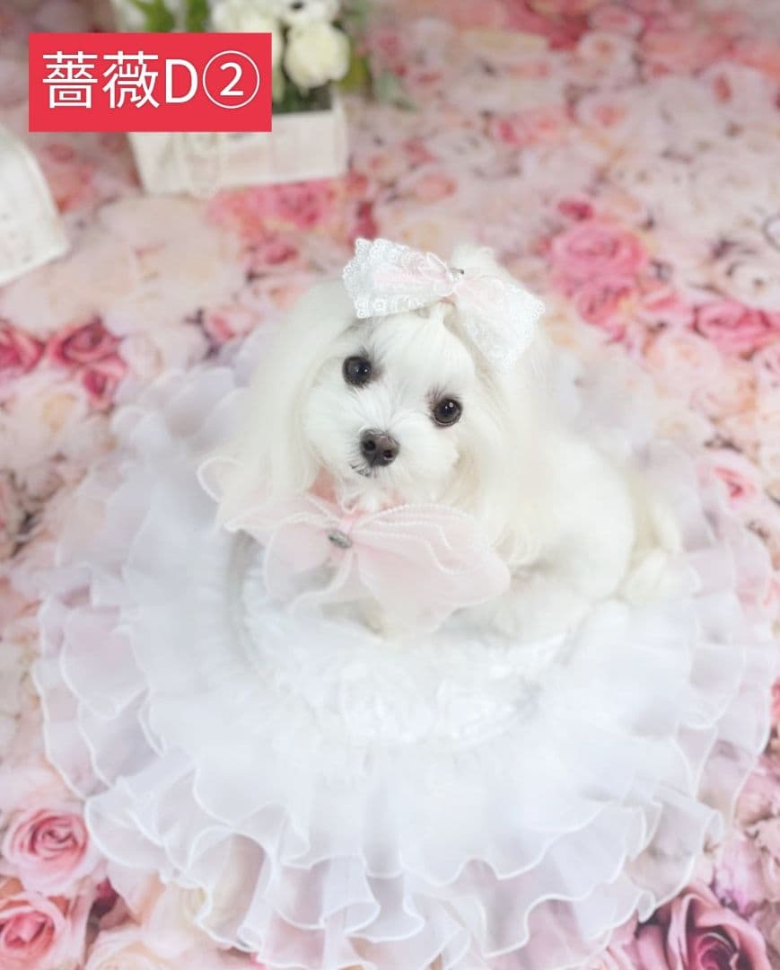 背景布【薔薇K】サンプル 縦長 ペット、トリミング撮影用ブース ローズ