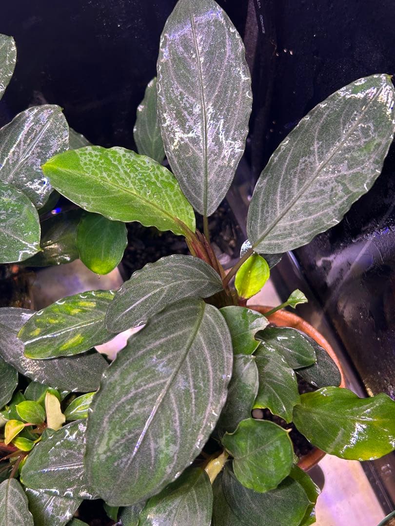 TB便】Bucephalandra sp.Pearl gray 水上育成株