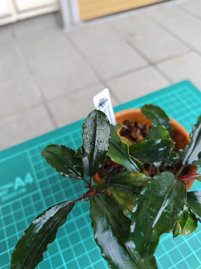 ブセファランドラ リアルグレイ ''Landak'' 水上葉 水の国