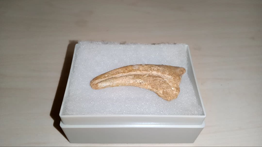 スピノサウルス 化石 ハンドクロウ 爪 無補修！博物館級！スコミムスの