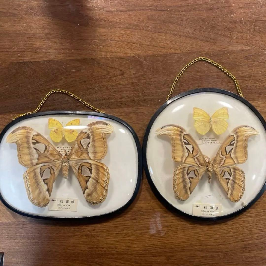 ヨナグニサン蛇頭蛾の標本 雌雄 蛾 蛇頭蛾 ヨナグニサン 世界最大 標本