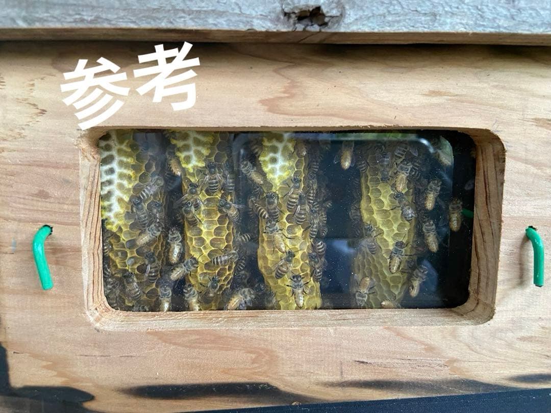 日本蜜蜂重箱式巣箱　待受スタートアップセット