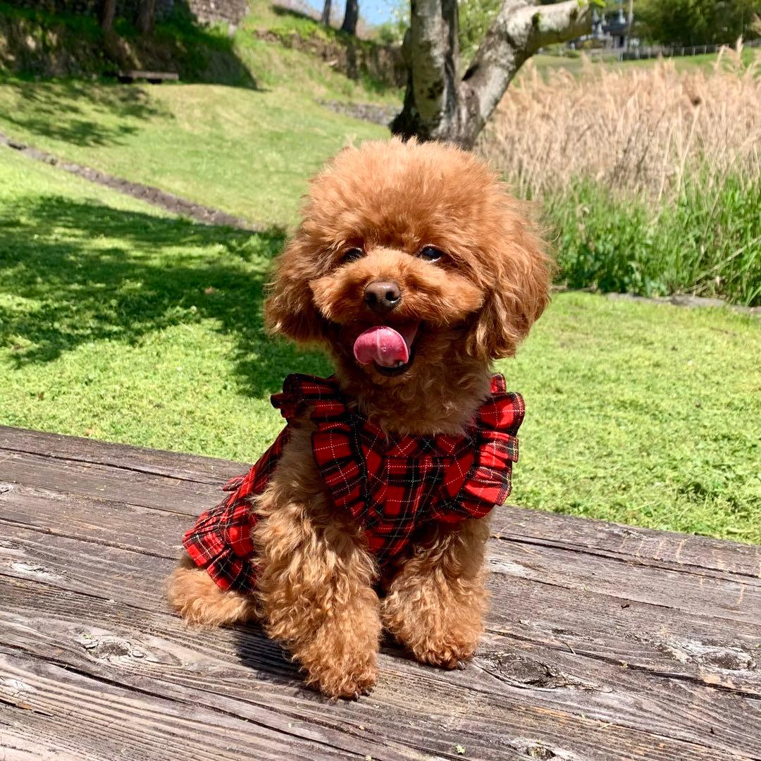 No.4 ハンドメイド犬服 タータンチェックキャミワンピ タータン