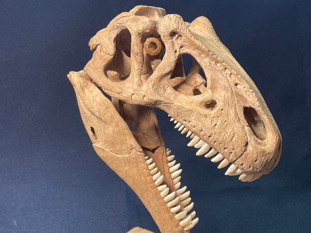 木彫　恐竜　アロサウルス頭骨模型　1/10スケール