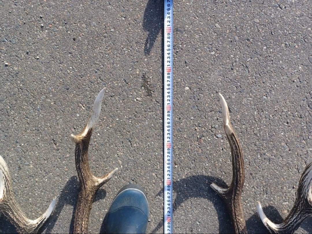 エゾシカの角 11対