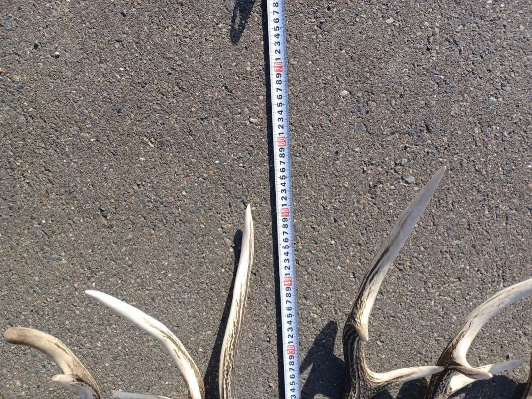 エゾシカの角 11対