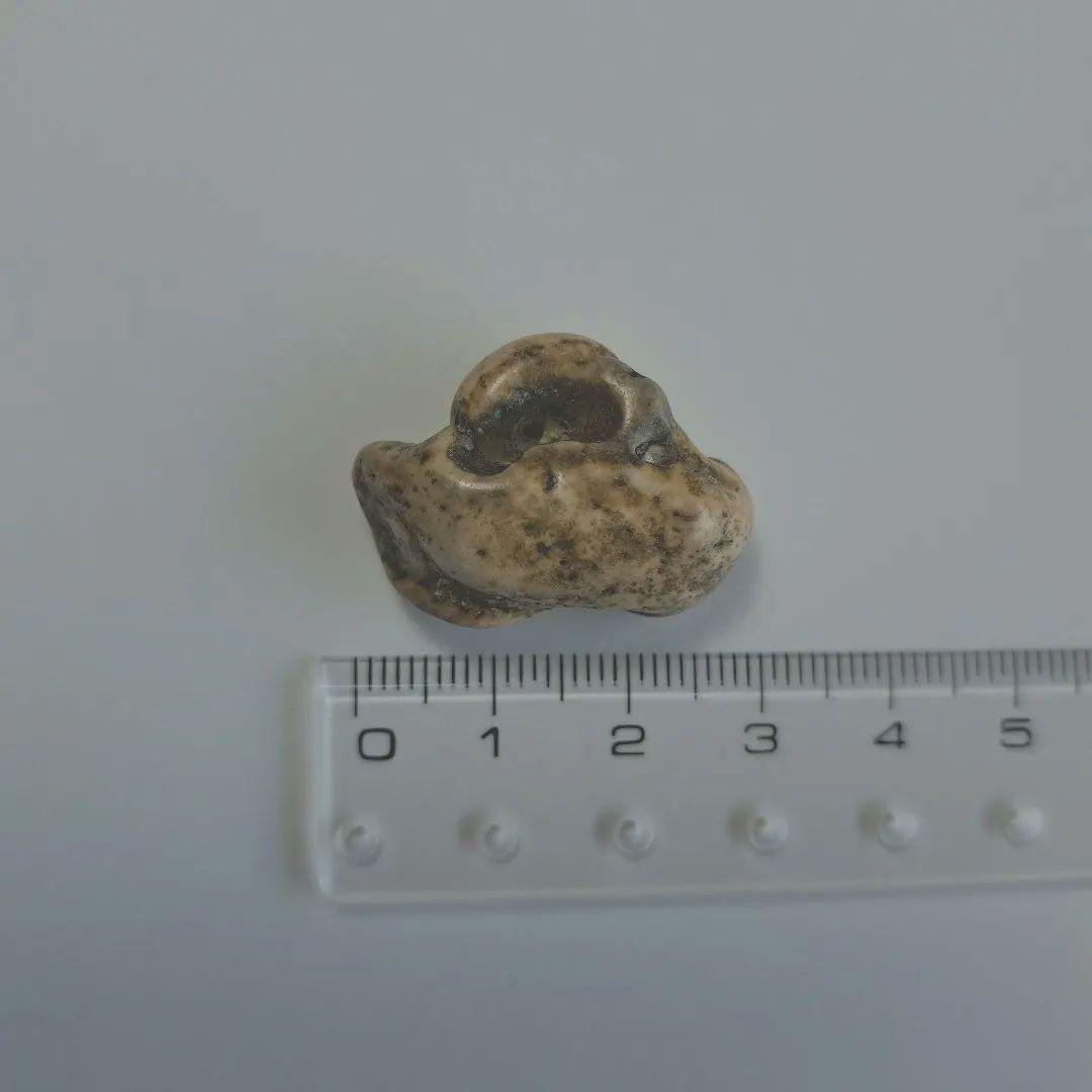 イルカの耳骨【大きさ2.7㎝ ②】