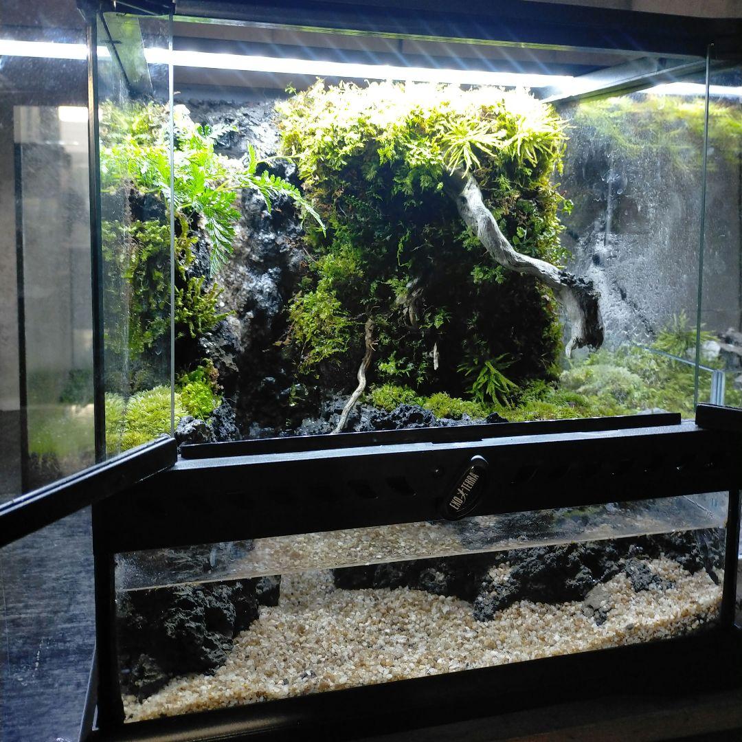 滝の流れるイモリウム　アクアテラリウム京さん