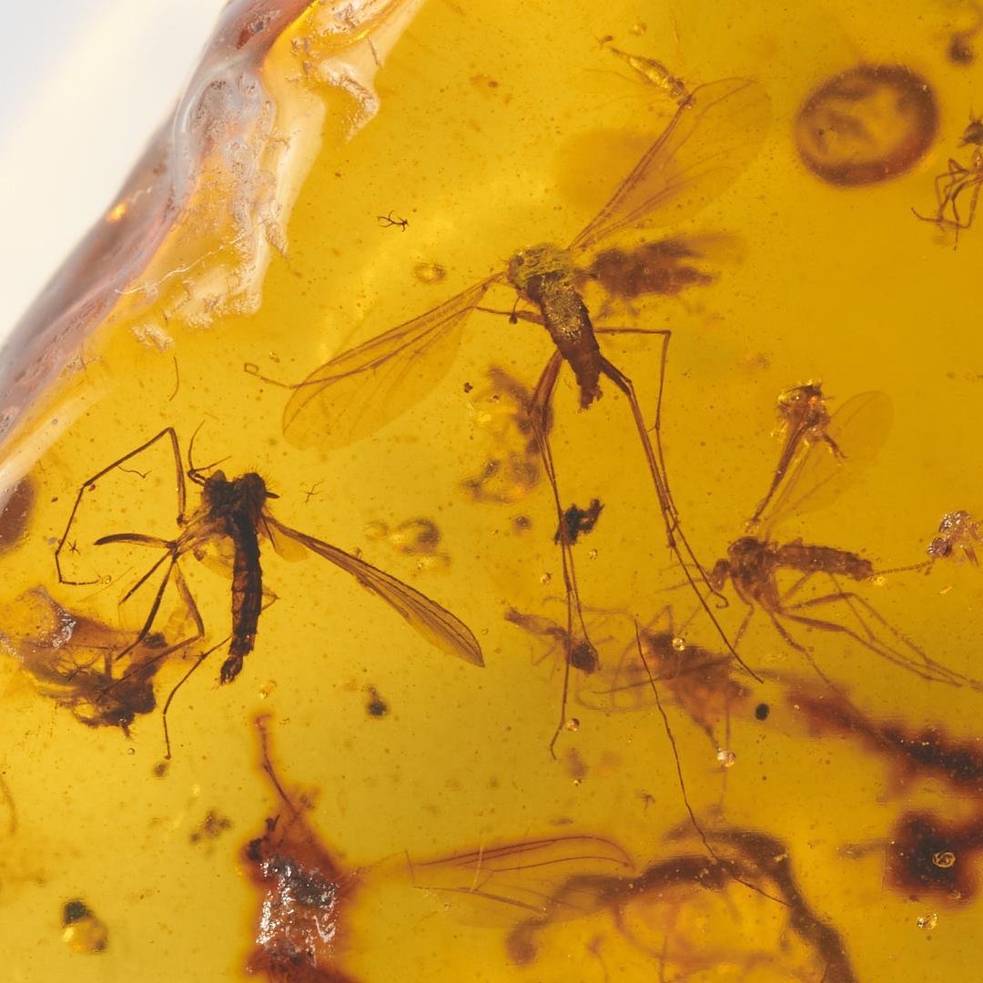 ZB066虫入り琥珀化石 ミャンマー カムティかタナイ産 9900万年前