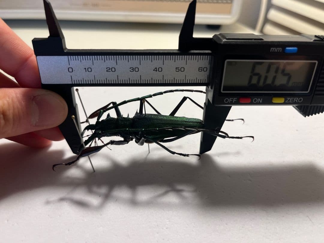 極美GREEN】ルリオニカミキリ ムラサキオニノコギリカミキリ 昆虫標本