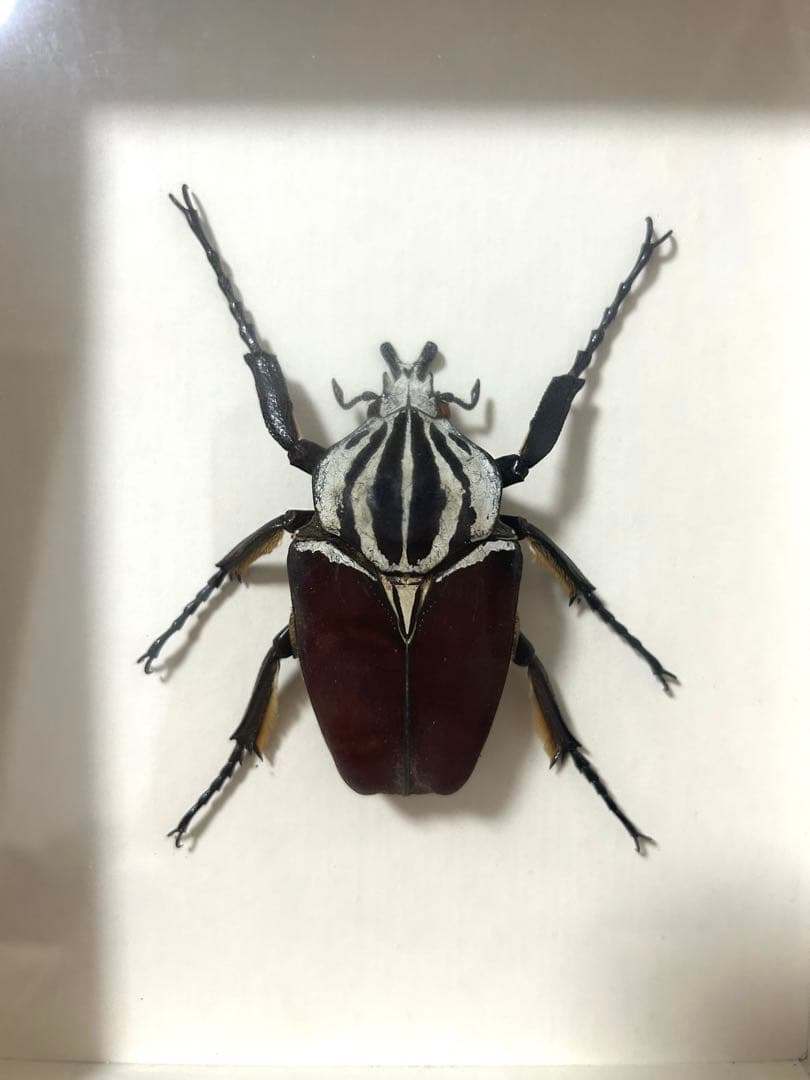 ゴライアスオオツノハナムグリ標本 - メルカリ