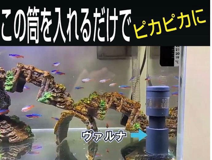 らんちゅうの飼育者絶賛！水槽の水が綺麗になります【ヴァルナ】有害物質