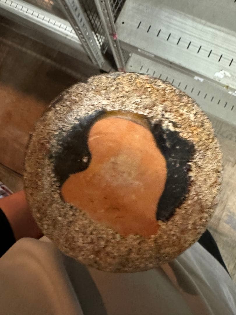 ‼️ダルマになりました‼️リサイクルFORT‼️唐物買取6/7⑧‼️中国の黒釉花瓶