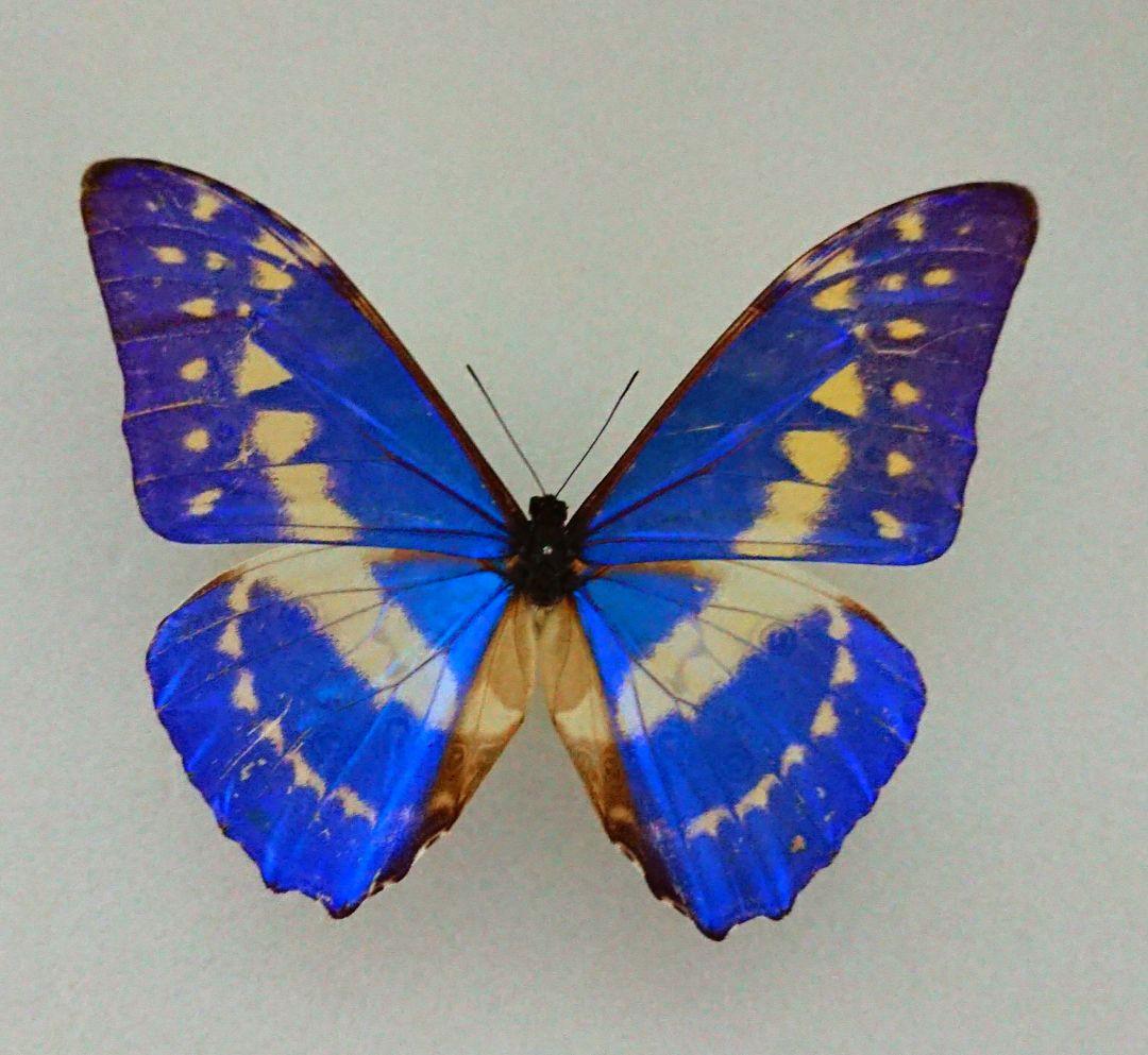 キプリスモルフォチョウ♀標本ブルー型 超大珍品 129mm☆大型迫力美麗標本