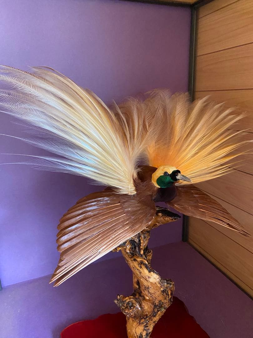 オウフウチョウ（極楽鳥）剥製 ガラスケース付 貴重・希少・縁起物