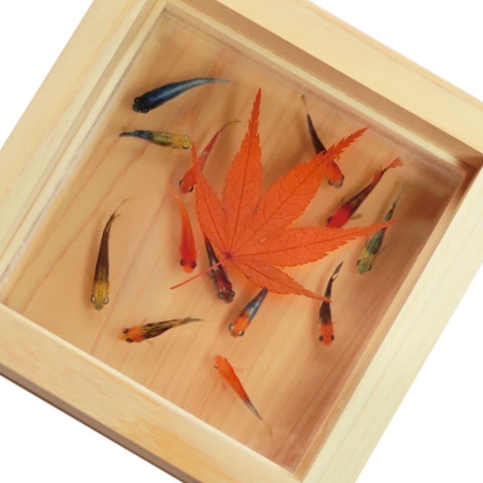 めだか メダカ アート 紅葉 プリザーブドフラワー 金魚 動物 透明 生き物