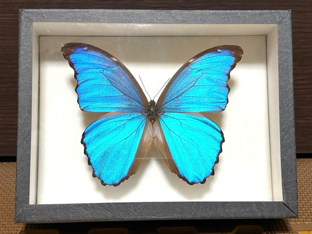 昆虫標本 テナガコガネ各種 クワガタモドキ 産地別コレクション研究用