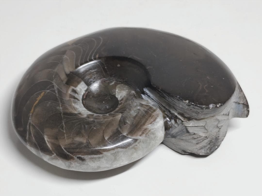 アンモナイト 295g 化石 鑑賞石 原石 自然石 誕生石 鉱石 鉱物 水石