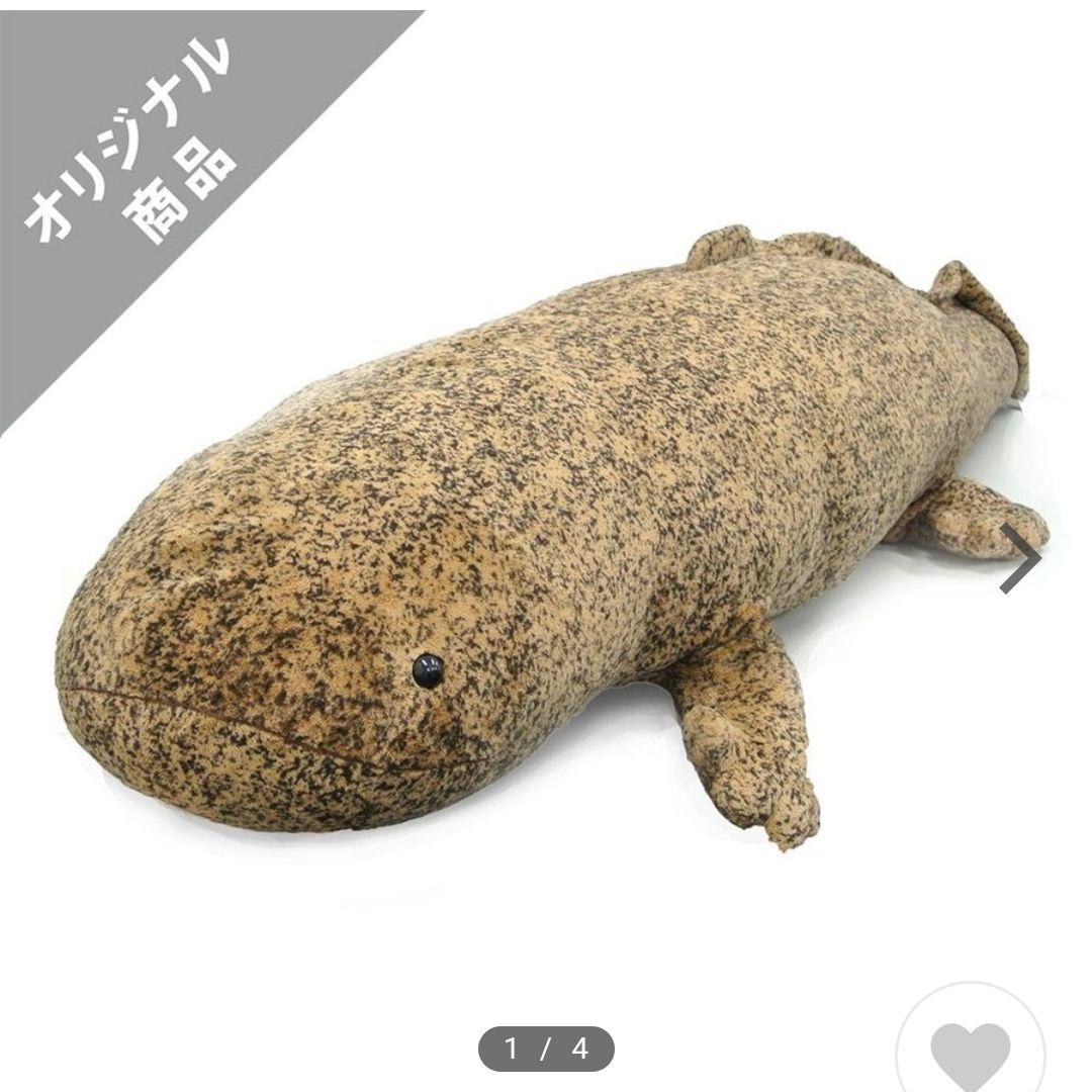 京都水族館 オオサンショウウオ超特大 XXLサイズ